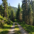 Piste ombragée