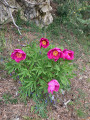 Pivoines