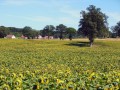 Plaine agricole de Sagnemoussouse Plaine agricole de Sagnemoussouse