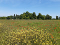 Plaine de Saulx