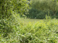Plan d'eau au parc des Jonchets