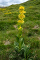 Plan (et fleur) de gentiane jaune
