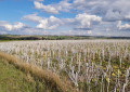Plantation d'éoliennes