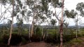 Plantation d'eucalyptus