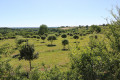 Plantation d'oliviers
