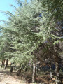 Plantation de cèdres de l'ONF