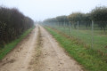 Plantation de chênes truffiers