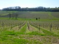 Plantation de lavande Plantation de lavande