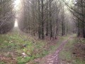 Plantation de résineux