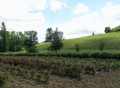 Plantation de rosiers