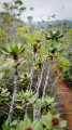 Plantes du maquis minier