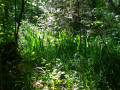 Plantes variées