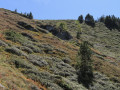 Blueberry bushes