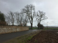 Platanes à l'entrée de Feuguerolles-Bully