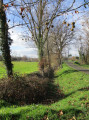 Platanes sans feuilles
