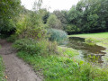 petit étang et roseaux à coté du parcours rando