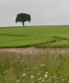 Plateau agricole