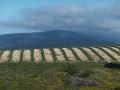 Plateau D'Albion