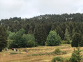 plateau d'Arselle
