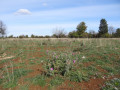 Plateau de Cita