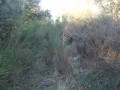 Point (11)