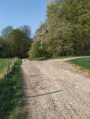 Le long de la forêt de pin