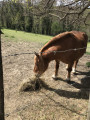 Point 7: cheval