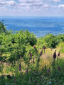 Le circuit du souvenir au Col de la Chevestraye vers Plancher-les-Mines