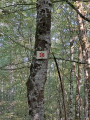 La Forêt d'Hervaux côté nord