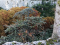 Fountain of Vaucluse from Cabrières-d'Avignon