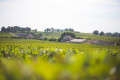 point de vue Tertre de Fronsac - © David Remazeilles (Gironde Tourisme)