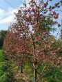 Pommiers en fleurs