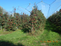 Chemin des Pommes à Secondigny