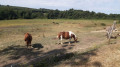 poneys et âne