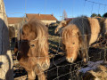 Poneys Poneys