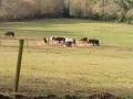 Poneys