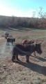 Poneys Poneys