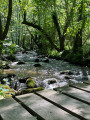Pont bois
