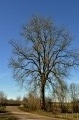 Bel arbre à proximité du pont sur la Blaise