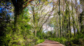 Ponton de bois dans les marécages
