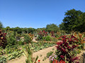 Potager du Plateau d'Avron