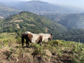 Pottok à proximité du Jara