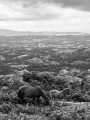 Pottok La Rhune