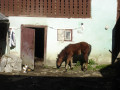 Poulain