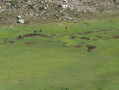 Pozzines au Lac Nino