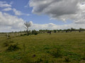 Prairie avec des chevaux