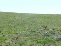 Prairie couverte d'anémones pulsatile