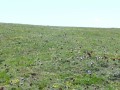 Prairie couverte d'anémones pulsatile