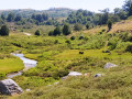 Prairie du ruisseau de Veracolongu