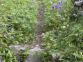 Prairie fleurie &agrave; la mont&eacute;e